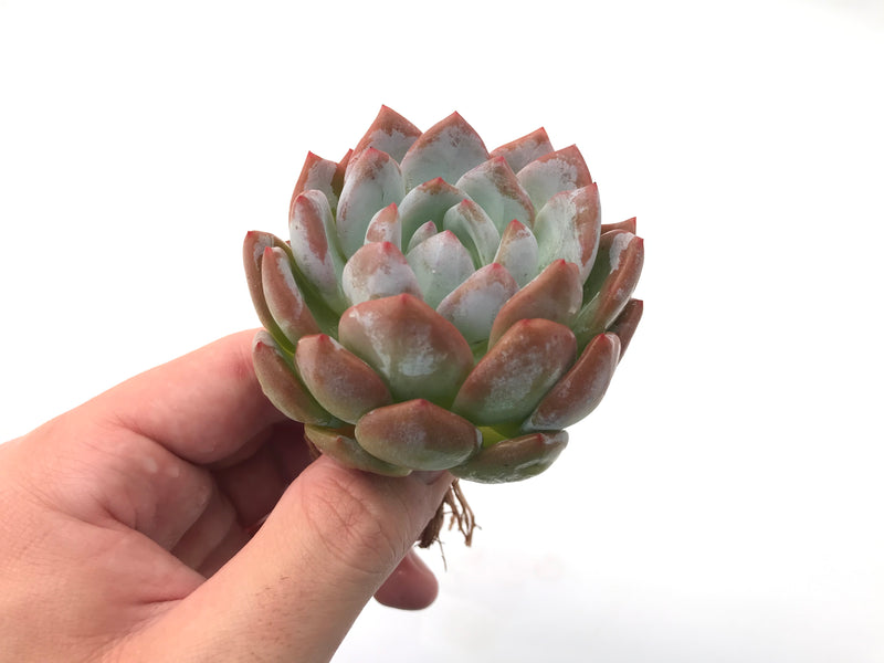 Echeveria 'Elegans Potosina' 4" Rare Succulent Plant