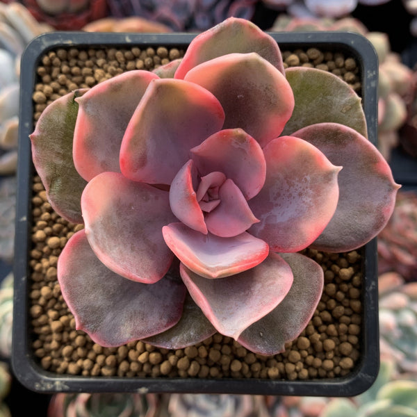 Echeveria 'Rainbow' Variegated 2"-3” Succulent Plant