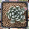 Dudleya 'Sony Queen' 1"-2" New Hybrid Succulent Plant