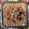 Pachyphytum Compactum 'Pink Glaucum' 1" Succulent Plant