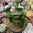 Euphorbia 'Leucodendron' Crested 5" Succulent Plant