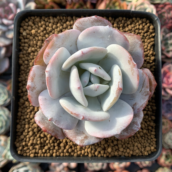 Echeveria 'Laui' 4" Powdery Succulent Plant