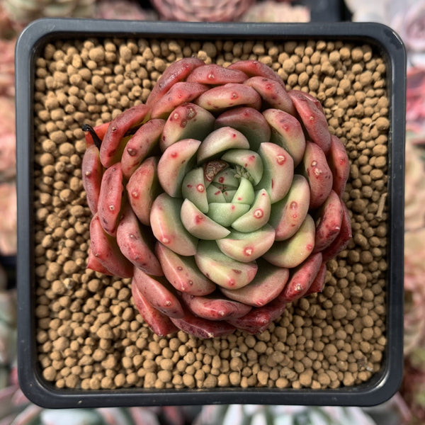 Echeveria Agavoides sp. 2"-3" Succulent Plant