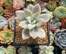 Graptopetalum 'Paraguayensis Awayuki' 2" Succulent Plant