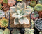 Graptopetalum 'Paraguayensis Awayuki' 2" Succulent Plant