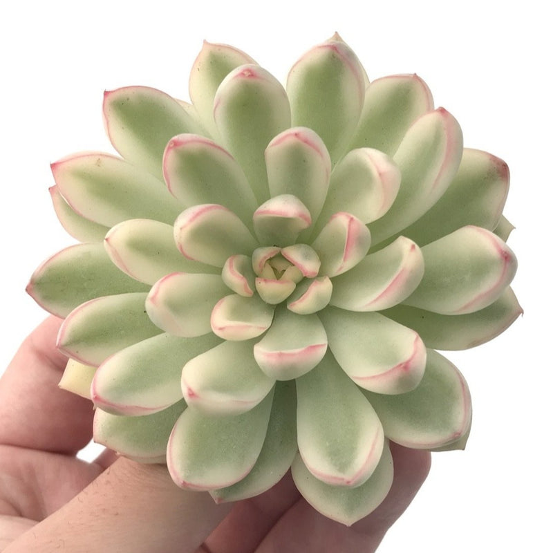 Echeveria 'Mebina' Variegated Large 3"-4" Succulent Plant