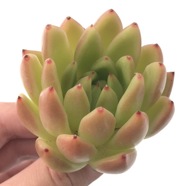 Echeveria Agavoides 'Pink Maria' Hybrid 2" Succulent Plant