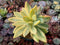 Pachyveria 'Cypress' Variegated 6"-7" Rare Succulent Plant