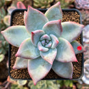 Echeveria 'Colorata' 3" Powdery Succulent Plant