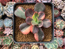 Echeveria 'Primadonna' Variegated 3" Succulent Plant