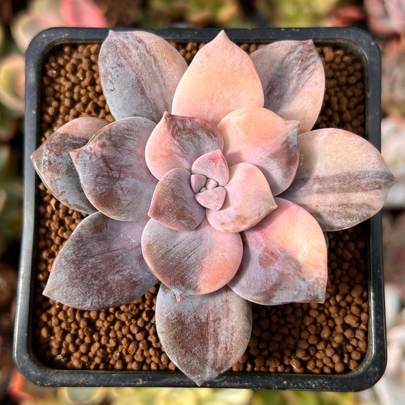 Quetzalcoatlia 'Pentandra Superba' Variegated 2" Succulent Plant (Formerly Graptopetalum 'Pentandrum Superbum' Variegated)