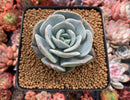 Echeveria 'Lehman' 2"Powdery Succulent Plant