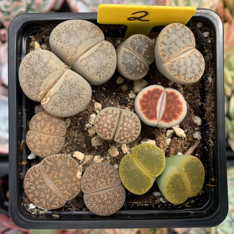 Collection of Lithops 2" (x11 Lithops) Succulent Plant