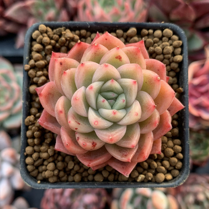 Echeveria 'Blue Surf' 2" Succulent Plant