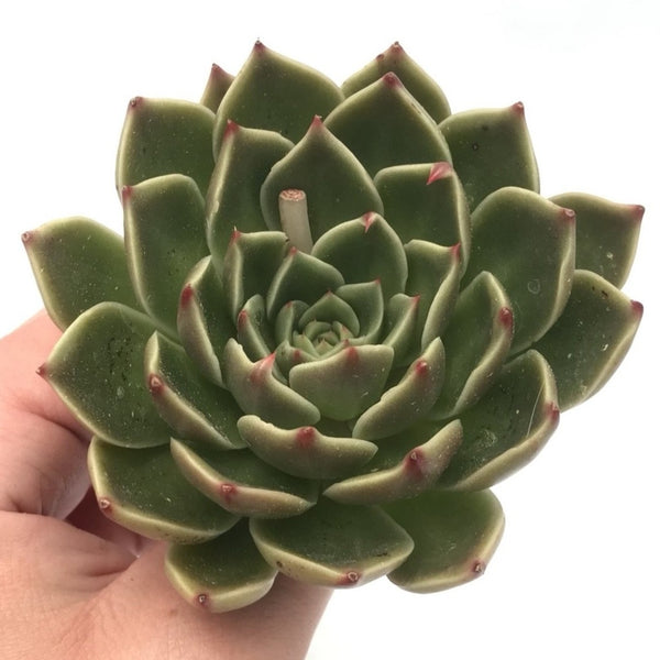 Echeveria Agavoides 'Rudolph' 3" Succulent Plant