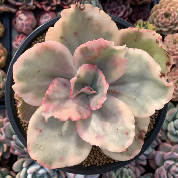 Echeveria 'Suyeon Frill' Variegated 5" Succulent Plant