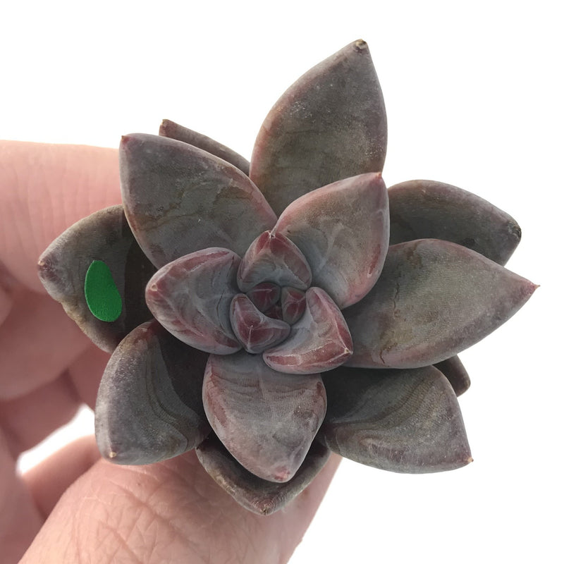 Echeveria Agavoides 'Tremolo' 1" New Hybrid Small Succulent Plant