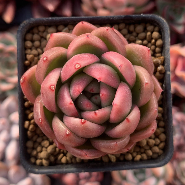 Echeveria Agavoides 'Timmo' 1"-2" Succulent Plant