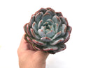 Echeveria 'Laui x lindsayana' Large 4"-5" Rare Succulent Plant