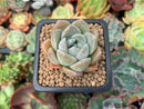 Graptoveria 'Highstone' 2" Powdery Succulent Plant