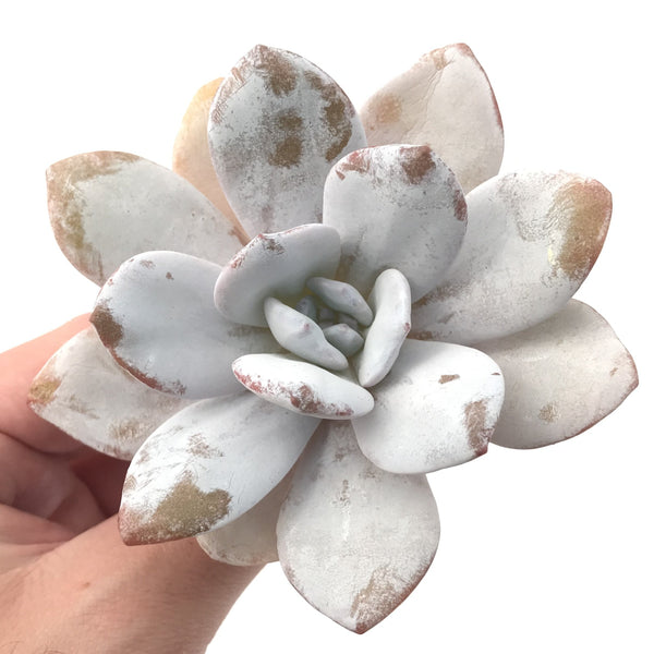 Echeveria 'Laui' 3"-4" Powdery Succulent Plant