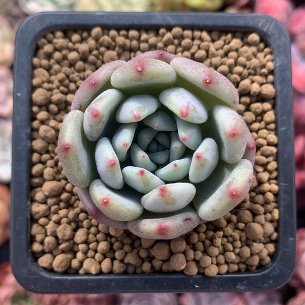 Echeveria 'Orange Sherbert' 1" Succulent Plant