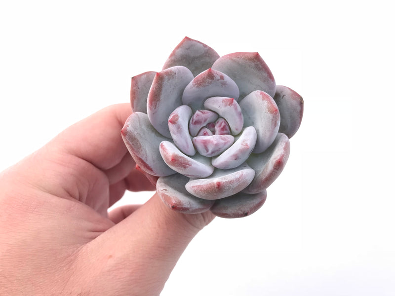 Echeveria Ivory Small 1”-2” Rare Succulent Plant