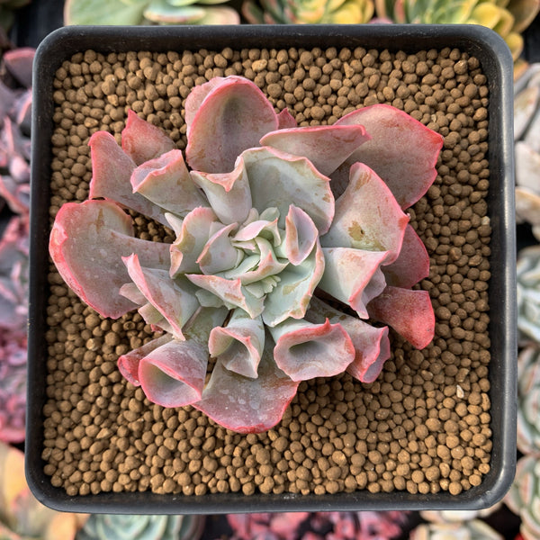 Echeveria 'Trumpet Pinky' 2"-3" Succulent Plant