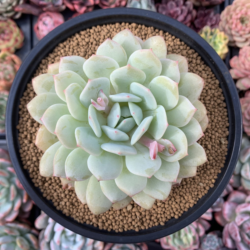 Echeveria 'Green Day' 5" Large Powdery Succulent Plant