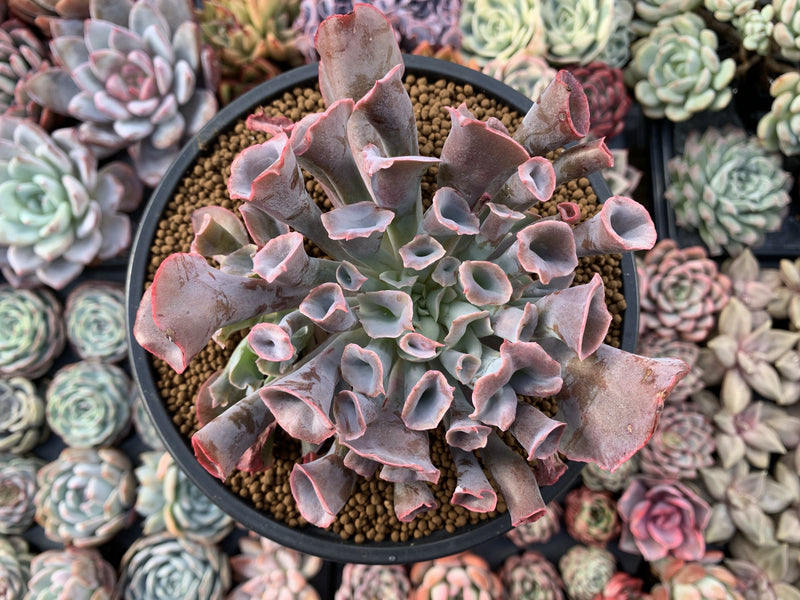 Echeveria 'Trumpet Pinky' 5" Large Succulent Plant