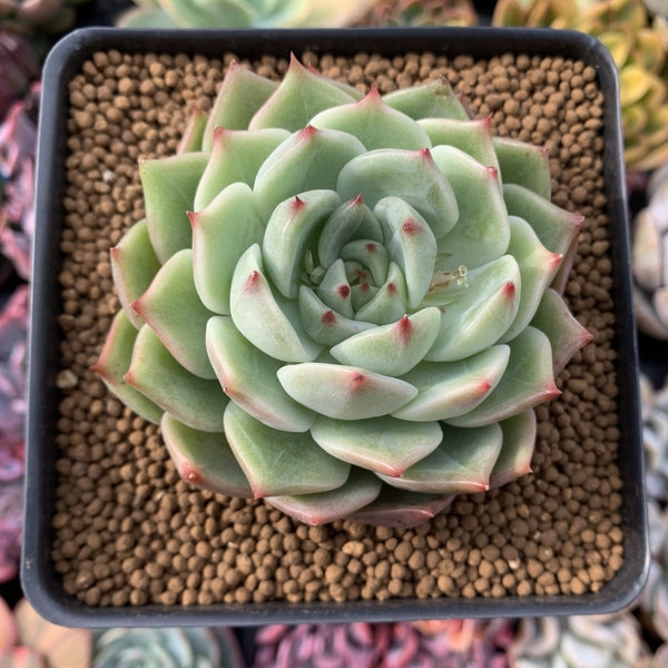 Echeveria Agavoides 'Moonlight' 5" Succulent Plant