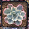 Echeveria 'Secunda' Variegated' 3" Succulent Plant