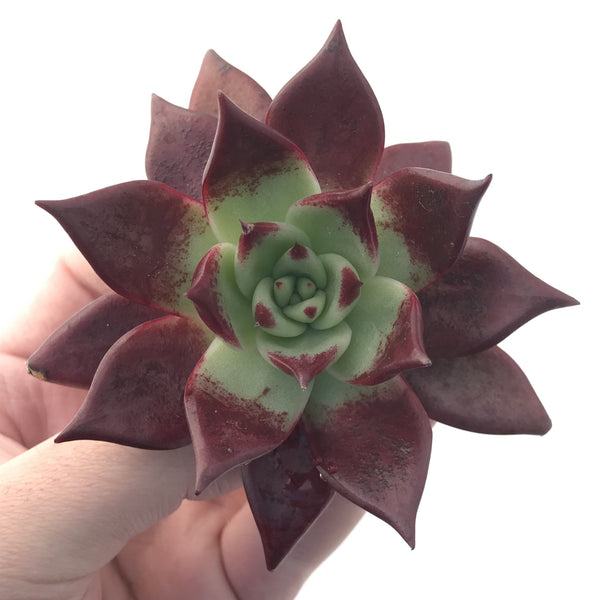 Echeveria Agavoides 'Luming' 3" Succulent Plant