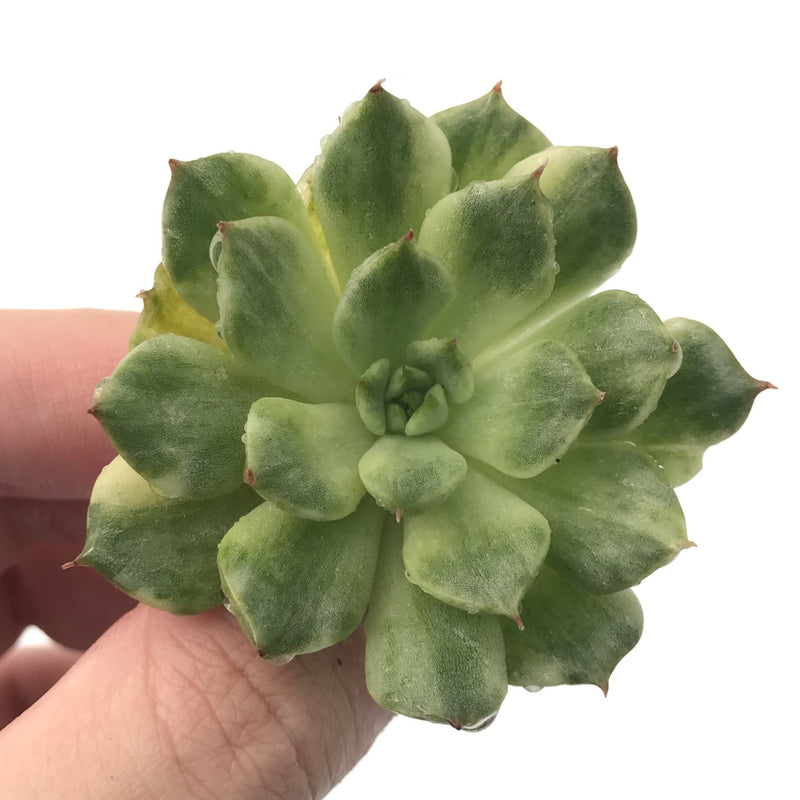 Echeveria Agavoides 'Eve' Variegated 2"-3" Rare Succulent Plant