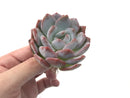 Echeveria 'Elegans Potosina' 4" Rare Succulent Plant