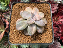 Quetzalcoatlia 'Pentandra Superba' Variegated 2" Succulent Plant (Formerly Graptopetalum 'Pentandrum Superbum' Variegated)