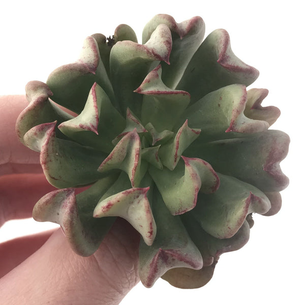 Echeveria 'Black Hawk' 2"-3" Succulent Plant