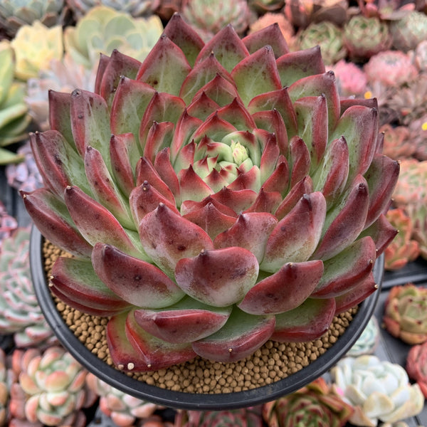 Echeveria Agavoides 'Fire Pillar' Extremely Large 7"-8" Succulent Plant