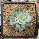 Sedeveria 'Blue Elf' Variegated 1" Succulent Plant