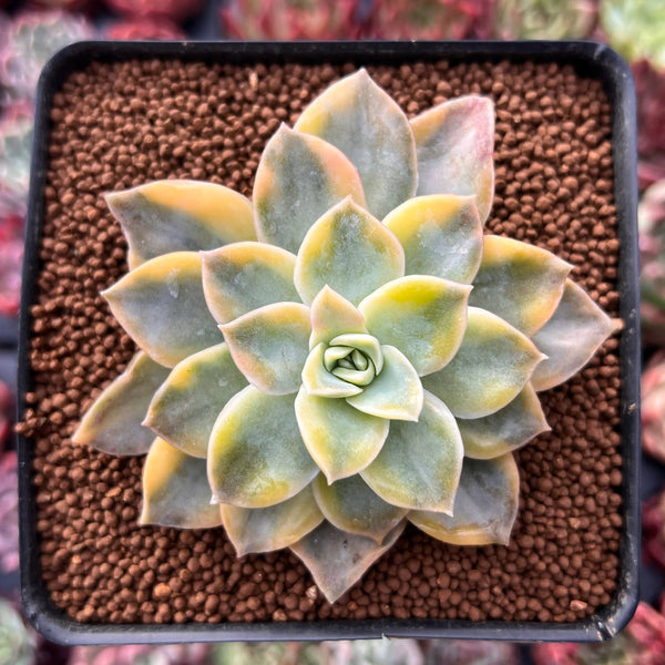 Graptoveria 'Harry Watson' Variegated 2"-3" Succulent Plant