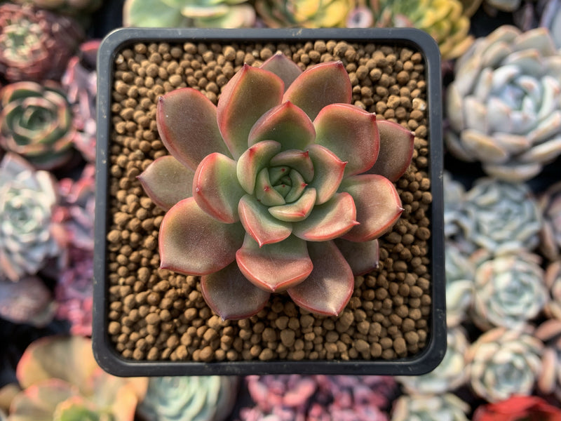 Echeveria Agavoides 'Red Bell' 1" Succulent Plant