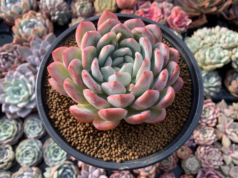 Echeveria 'Yusuke' 5" Succulent Plant