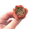 Echeveria Agavoides 'Raja' 3" Succulent Plant