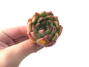 Echeveria Agavoides 'Labyrinth' New Hybrid 2" Succulent Plant