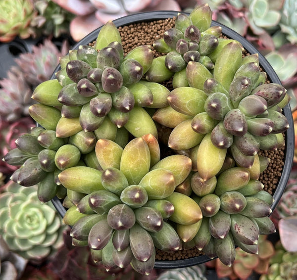 Pachyphytum Compactum 5" Cluster Succulent Plant