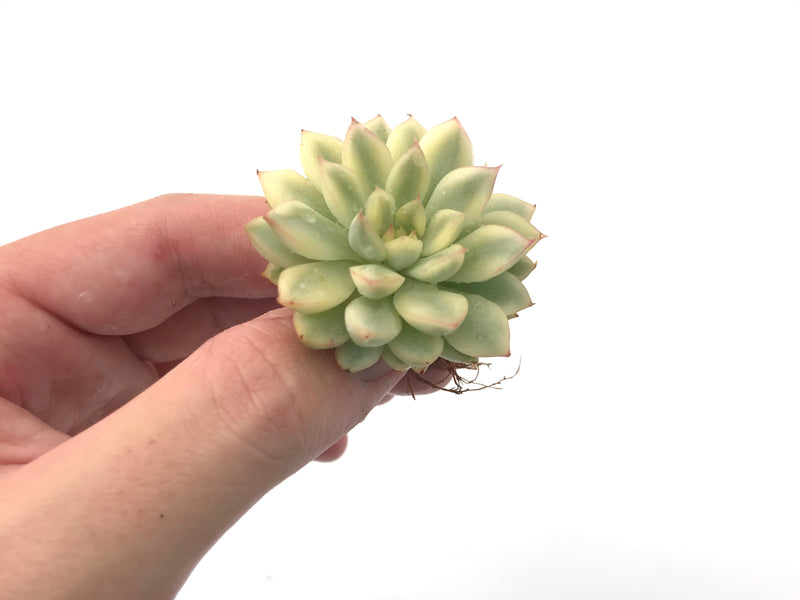 Echeveria 'Mebina' Variegated 1" Succulent Plant