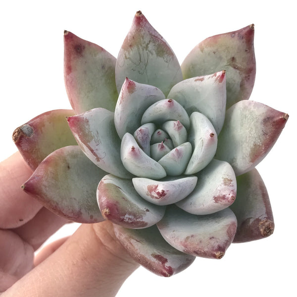 Echeveria 'Colorata' 2" Powdery Succulent Plant