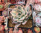 Echeveria 'Holwayi' Variegated 3" Succulent Plant