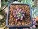 Pachyphytum sp. 1/2" Succulent Plant