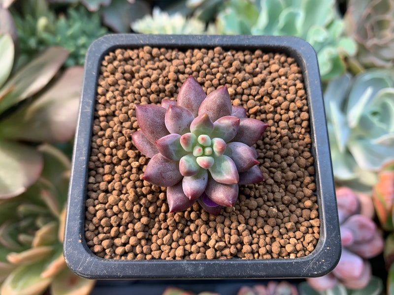 Pachyphytum sp. 1/2" Succulent Plant